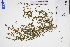  ( - GBA-REC448)  @11 [ ] by-nc-sa  Xue-Jun Ge Herbarium of South China Botanical Garden