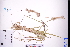  ( - GBA-REC467)  @11 [ ] by-nc-sa  Xue-Jun Ge Herbarium of South China Botanical Garden