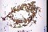  ( - GBA-REC468)  @11 [ ] by-nc-sa  Xue-Jun Ge Herbarium of South China Botanical Garden