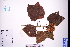  (Clerodendrum chinense - GBA-REC472)  @11 [ ] by-nc-sa  Xue-Jun Ge Herbarium of South China Botanical Garden