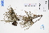  ( - GBA-REC482)  @11 [ ] by-nc-sa  Xue-Jun Ge Herbarium of South China Botanical Garden