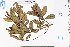  ( - GBA-REC492)  @11 [ ] by-nc-sa  Xue-Jun Ge Herbarium of South China Botanical Garden