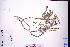  (Pogostemon - GBA-REC495)  @11 [ ] by-nc-sa  Xue-Jun Ge Herbarium of South China Botanical Garden