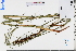  (Gahnia - GBA-REC517)  @11 [ ] by-nc-sa  Xue-Jun Ge Herbarium of South China Botanical Garden
