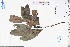  ( - GBA-REC525)  @11 [ ] by-nc-sa  Xue-Jun Ge Herbarium of South China Botanical Garden