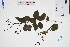  (Berchemia - GBA-REC560)  @11 [ ] by-nc-sa  Xue-Jun Ge Herbarium of South China Botanical Garden