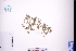  ( - GBA-REC578)  @11 [ ] by-nc-sa  Xue-Jun Ge Herbarium of South China Botanical Garden