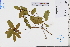  ( - GBA-REC584)  @11 [ ] by-nc-sa  Xue-Jun Ge Herbarium of South China Botanical Garden
