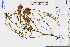  ( - GBA-REC595)  @11 [ ] by-nc-sa  Xue-Jun Ge Herbarium of South China Botanical Garden