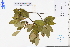  ( - GBA-REC596)  @11 [ ] by-nc-sa  Xue-Jun Ge Herbarium of South China Botanical Garden