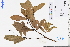  ( - GBA-REC602)  @11 [ ] by-nc-sa  Xue-Jun Ge Herbarium of South China Botanical Garden