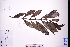  ( - GBA-REC652)  @11 [ ] by-nc-sa  Xue-Jun Ge Herbarium of South China Botanical Garden
