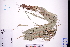  (Carex cryptostachys - GBA-REC663)  @11 [ ] by-nc-sa  Xue-Jun Ge Herbarium of South China Botanical Garden
