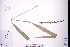  ( - GBA-REC664)  @11 [ ] by-nc-sa  Xue-Jun Ge Herbarium of South China Botanical Garden