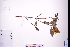  ( - GBA-REC688)  @11 [ ] by-nc-sa  Xue-Jun Ge Herbarium of South China Botanical Garden
