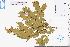  ( - GBA-REC699)  @11 [ ] by-nc-sa  Xue-Jun Ge Herbarium of South China Botanical Garden