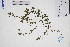  (Grona heterophylla - GBA-REC706)  @11 [ ] by-nc-sa  Xue-Jun Ge Herbarium of South China Botanical Garden