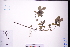  ( - GBA-REC728)  @11 [ ] by-nc-sa  Xue-Jun Ge Herbarium of South China Botanical Garden