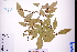  ( - GBA-REC734)  @11 [ ] by-nc-sa  Xue-Jun Ge Herbarium of South China Botanical Garden