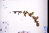  (Catunaregam - GBA-REC735)  @11 [ ] by-nc-sa  Xue-Jun Ge Herbarium of South China Botanical Garden