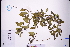  ( - GBA-REC742)  @11 [ ] by-nc-sa  Xue-Jun Ge Herbarium of South China Botanical Garden