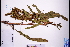  ( - GBA-REC745)  @11 [ ] by-nc-sa  Xue-Jun Ge Herbarium of South China Botanical Garden