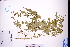 (Delphinium anthriscifolium - GBA-REC778)  @11 [ ] by-nc-sa  Xue-Jun Ge Herbarium of South China Botanical Garden