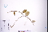  (Hoya pottsii - GBA-REC801)  @11 [ ] by-nc-sa  Xue-Jun Ge Herbarium of South China Botanical Garden