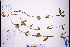  (Hedyotis uncinella - GBA-REC805)  @11 [ ] by-nc-sa  Xue-Jun Ge Herbarium of South China Botanical Garden