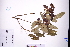  ( - GBA-REC869)  @11 [ ] by-nc-sa  Xue-Jun Ge Herbarium of South China Botanical Garden