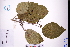  ( - GBA-DWQJM5)  @11 [ ] by-nc-sa  Xue-Jun Ge Herbarium of South China Botanical Garden