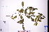  ( - GBA-DWQJM6)  @11 [ ] by-nc-sa  Xue-Jun Ge Herbarium of South China Botanical Garden