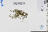  (Glechoma - GBA-DWQJM14)  @11 [ ] by-nc-sa  Xue-Jun Ge Herbarium of South China Botanical Garden