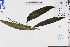  ( - GBA-DWQJM17)  @11 [ ] by-nc-sa  Xue-Jun Ge Herbarium of South China Botanical Garden