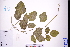  (Canavalia - GBA-DWQJM24)  @11 [ ] by-nc-sa  Xue-Jun Ge Herbarium of South China Botanical Garden