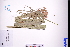  ( - GBA-DWQJM26)  @11 [ ] by-nc-sa  Xue-Jun Ge Herbarium of South China Botanical Garden