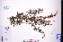  (Artemisia indica - GBA-DWQJM27)  @11 [ ] by-nc-sa  Xue-Jun Ge Herbarium of South China Botanical Garden