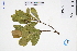  (Polyspora axillaris - GBA-DWQJM59)  @11 [ ] by-nc-sa  Xue-Jun Ge Herbarium of South China Botanical Garden