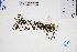  ( - GBA-DWQJM74)  @11 [ ] by-nc-sa  Xue-Jun Ge Herbarium of South China Botanical Garden