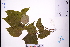  ( - GBA-DWQJM86)  @11 [ ] by-nc-sa  Xue-Jun Ge Herbarium of South China Botanical Garden
