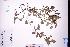  ( - GBA-DWQJM99)  @11 [ ] by-nc-sa  Xue-Jun Ge Herbarium of South China Botanical Garden