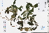  ( - GBA-DWQJM101)  @11 [ ] by-nc-sa  Xue-Jun Ge Herbarium of South China Botanical Garden