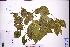  ( - GBA-DWQJM105)  @11 [ ] by-nc-sa  Xue-Jun Ge Herbarium of South China Botanical Garden