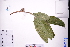  ( - GBA-DWQJM112)  @11 [ ] by-nc-sa  Xue-Jun Ge Herbarium of South China Botanical Garden