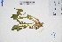  ( - GBA-DWQJM123)  @11 [ ] by-nc-sa  Xue-Jun Ge Herbarium of South China Botanical Garden