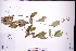 ( - GBA-DWQJM170)  @11 [ ] by-nc-sa  Xue-Jun Ge Herbarium of South China Botanical Garden