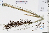  (Gahnia baniensis - GBA-DWQJM172)  @11 [ ] by-nc-sa  Xue-Jun Ge Herbarium of South China Botanical Garden