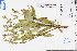  (Hedyotis acutangula - GBA-DWQJM186)  @11 [ ] by-nc-sa  Xue-Jun Ge Herbarium of South China Botanical Garden