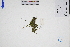  (Utricularia - GBA-DWQJM188)  @11 [ ] by-nc-sa  Xue-Jun Ge Herbarium of South China Botanical Garden