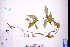  ( - GBA-DWQJM190)  @11 [ ] by-nc-sa  Xue-Jun Ge Herbarium of South China Botanical Garden